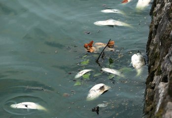 Tái diễn tình trạng cá chết ở hồ Tây