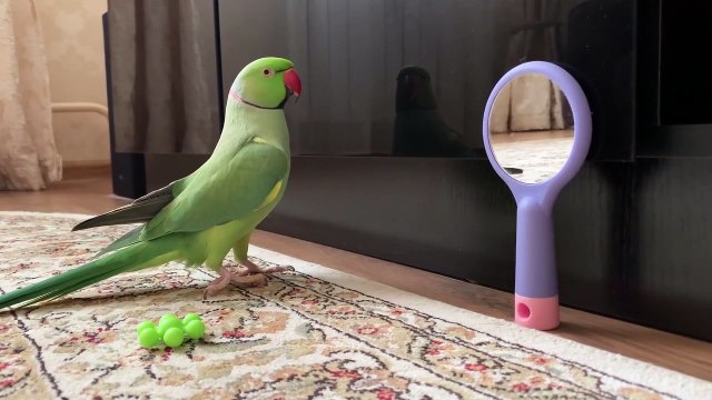 Говорящий ожереловый попугай Пусик - монолог