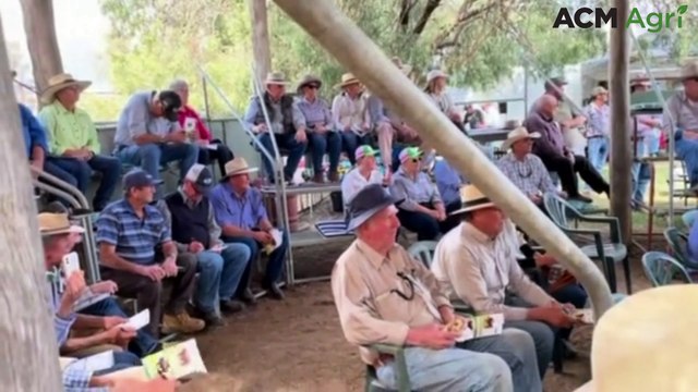 Bids come in thick and fast as bull sells for six figures