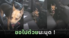 สาวหัวจะปวด เปิดประตูรถเจอแขกกระโดดขึ้นด้วย นี่มันดวงคนจะได้เลี้ยงหมาชัด ๆ