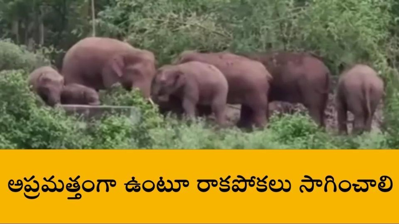 పార్వతీపురం జిల్లా: ఏనుగుల గుంపు సంచారం.. ప్రజలకు హెచ్చరికలు జారీ