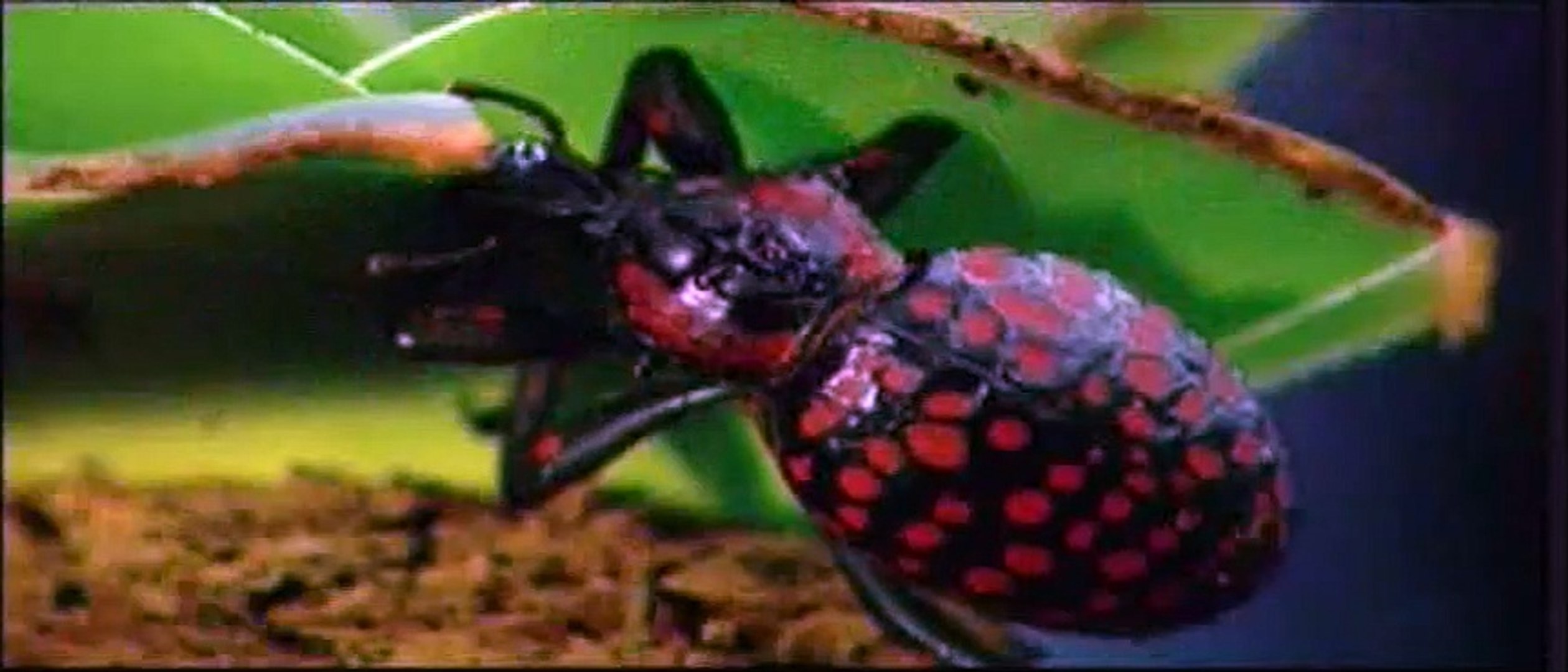 little insects documentary