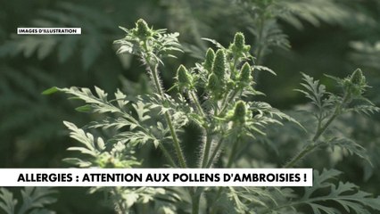 Allergies : attention aux pollens d'ambroisies !