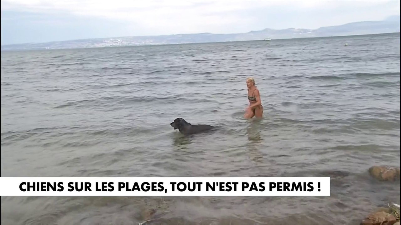Chiens sur les plages, tout n'est pas permis !