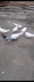 Beautiful White Pigeons