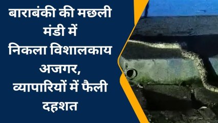 बाराबंकी के इस मछली मंडी में निकला विशालकाय अजगर, देखिए वायरल वीडियो