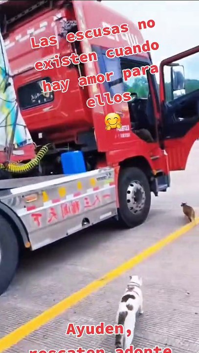 "Las excusas no existen cuando hay amor": Chofer conmueve al viajar con sus gatitos rescatados