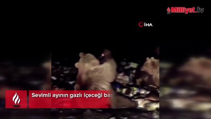 Gazlı içeceği sırt üstü yatarak içen boz ayı kamerada