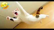 Funniest Cats and Dogs  - Funny Animal Videos #143----- فيديوهات حيوانات مضحكة
