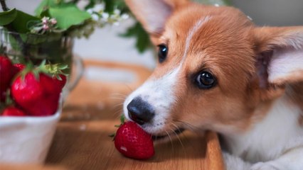 Dürfen Hunde Erdbeeren essen? Das sollten Sie wissen