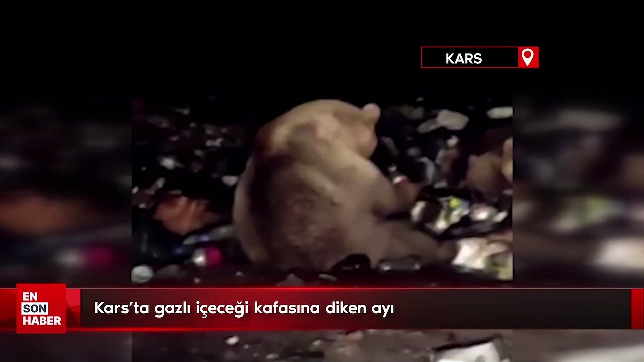 Kars’ta gazlı içeceği kafasına diken ayı