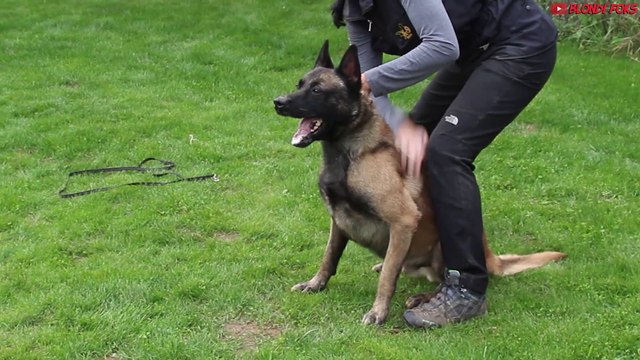 Top 10 Best Trained And Disciplined Dogs In The World - Blondi Foks