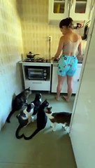 L'heure du repas pour les chats