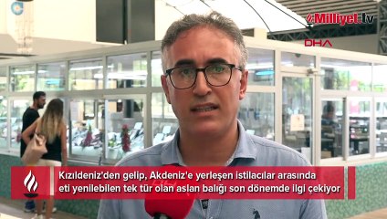 Son dönemde popüler! Gören tadına bakmak istiyor... Eti yenebilen tek istilacı tür