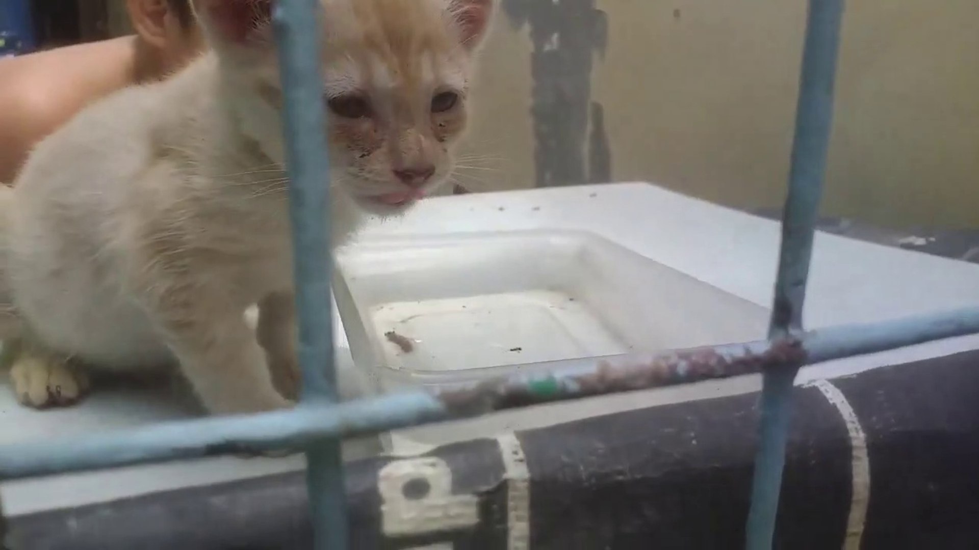 ⁣WINDOW? Cats Cat Videos