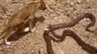 7 Snakes That Can Kill a Lion Easily - Top 7 Most Dangerous Snakes - Blondi Foks