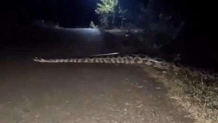 Viral: सड़क पर अचानक टहलने निकला अजगर,लोगों की फूली सांसे,देखें Video