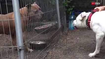 Pitbull VS Dogo Argentino Real Fight - Dogo Argentino VS Pitbull - Blondi Foks