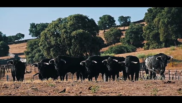 Novillada José Vázquez - Vid de Oro 2023