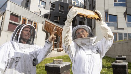 Scottish Parliament Beekeeper, 18, looks after 1m bees