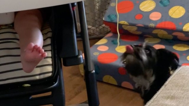Baby Bursts Into Giggles When Small Dog Can't Reach Spaghetti | Wild-ish TV