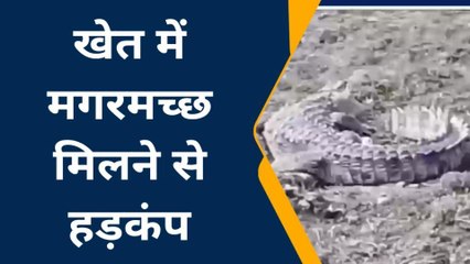 ललितपुर: खेत में मगरमच्छ को टहलता देख ग्रामीणों में मचा हड़कंप,देखें वीडियो