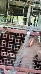 किसान के घर में पेंगोलिन, मचा हड़कम्प, वन विभाग ने रेस्क्यू कर सुरक्षित छोड़ा जंगल में
