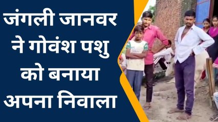 अमरोहा: जंगली जानवर ने गोवंश पशु पर किया हमला,हुई मौत, लोगों में दहशत का माहौल