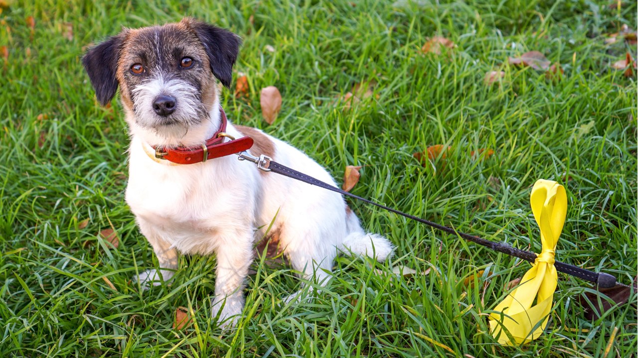 Das bedeutet eine gelbe Schleife am Hunde-Halsband