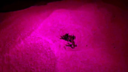 Nacen 72 tortugas de un nido en la playa de Albaranes de Dénia