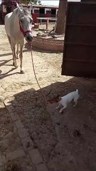 Freyja, la perra que encierra a los caballos