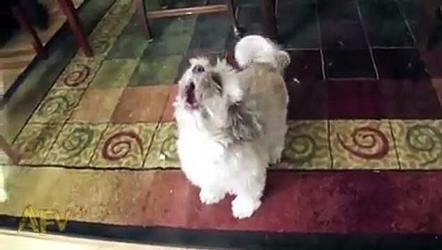 Cody The Screaming Dog Dog AFV
