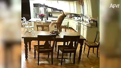 ROCKED By RACCOON!    Funny Animal Fails   AFV 2021