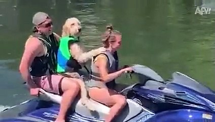 Safari Parks GONE WILD!    Funny Animal Fails   AFV 2021