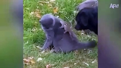 Squirrel RESCUE Turned ATTACK!    Funniest Animals   AFV 2021