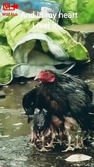 Cute Animal Babies   Mother love status   Mother's day status