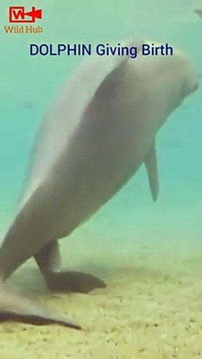 Dolphin giving birth   Animals giving Birth   Cute animal babies #shorts