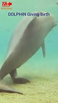 Dolphin giving birth Animals giving Birth Cute animal babies #shorts