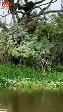 Jaguar Hunts Caiman Lizard Incredible Jaws of Jaguar Jaguar Hunt