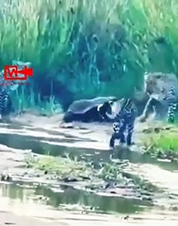 Honey Badger fights Leopards   Leopards vs Honey Badger #shorts