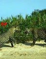 JAGUAR  Combats   Big Cat Fight   Wild Animals Fight
