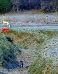 Impala Escapes the Jaws of Leopard   Motivational Video   Inspirational