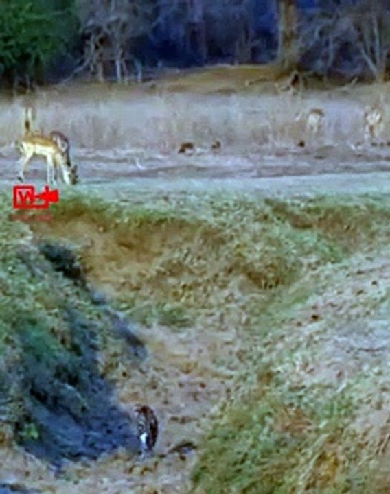 Impala Escapes the Jaws of Leopard   Motivational Video   Inspirational