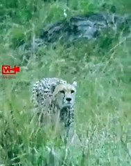 Cheetah Hunts Antelope   Unbelievable Cheetah Running Speed
