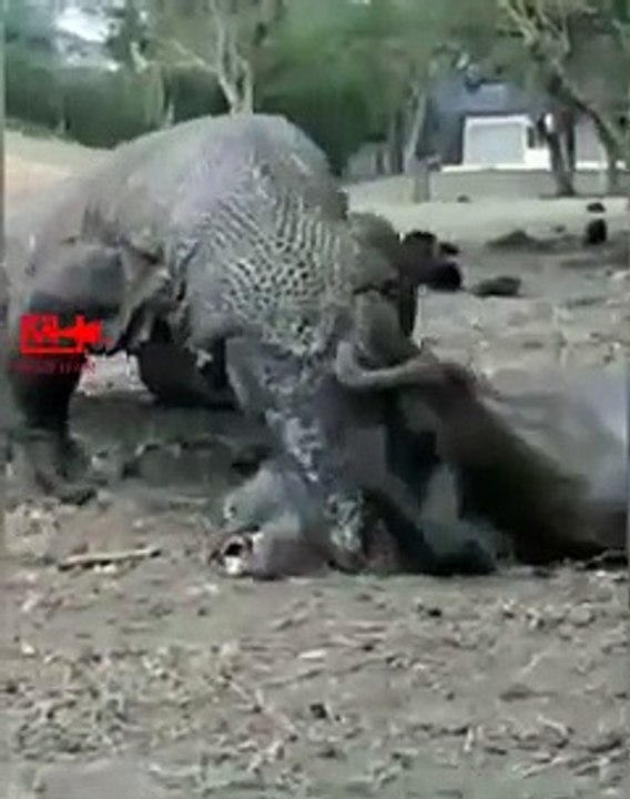 Komodo Eats The Monkey Alive Komodo Dragon Reptiles - video Dailymotion
