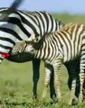 OMG Zebra Chase Cheetah Cub   Cheetah Cub Attack By Zebra   Zebra Fights Cheetah