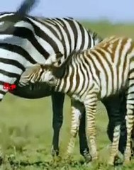 OMG Zebra Chase Cheetah Cub   Cheetah Cub Attack By Zebra   Zebra Fights Cheetah