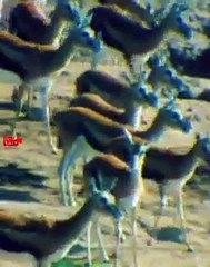 Download Video: Do Or Die  Migration   Crocodile Attacks Migrating Impalas #wildlife #hunting