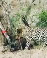 Leopard Climbs With Rhino Calf   Leopard Hunt   Wild Animals Hunting #wildlife #leopard #shorts