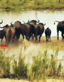 BIG FIGHTBuffaloes vs Lions   wild animals Fight #lion #Hunting #shorts #buffaloes #wildlife